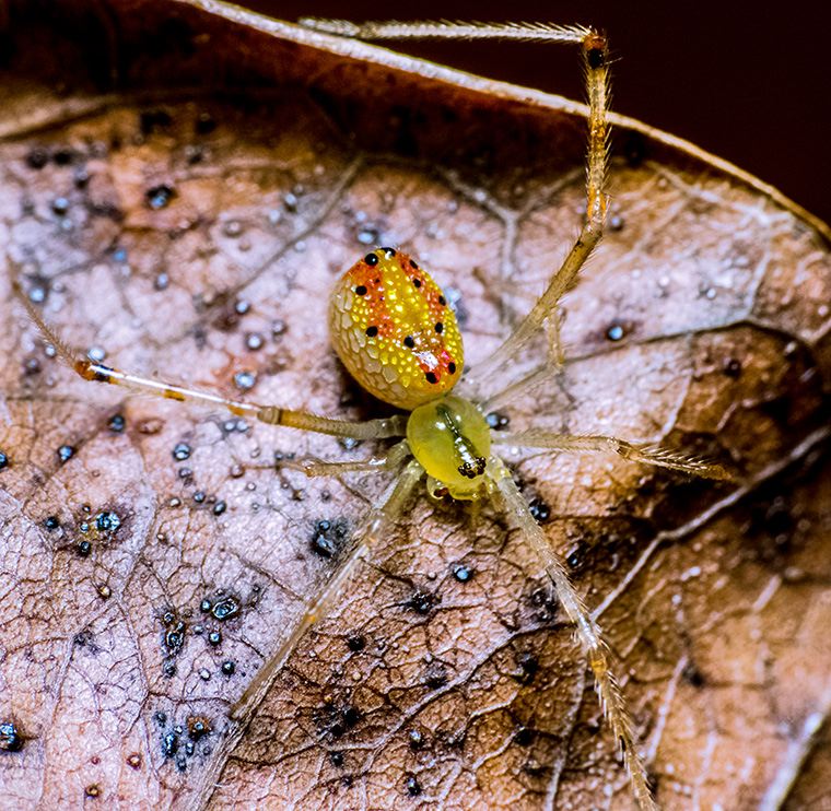 Thwaitesia nigronodosa or Thwaitesia argentiopunctata