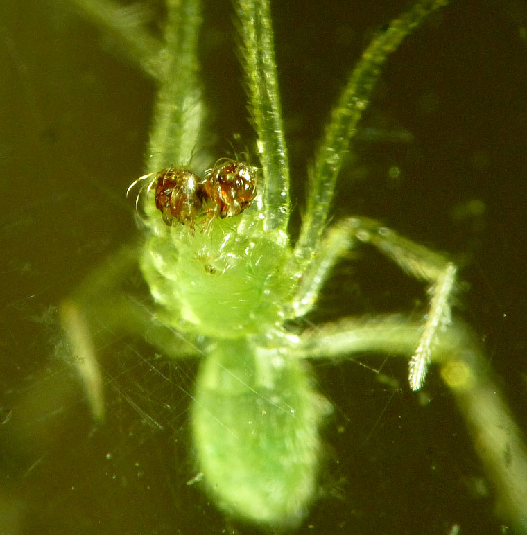 Thwaitesia-like Theridiid sometimes called Theridion sp. 