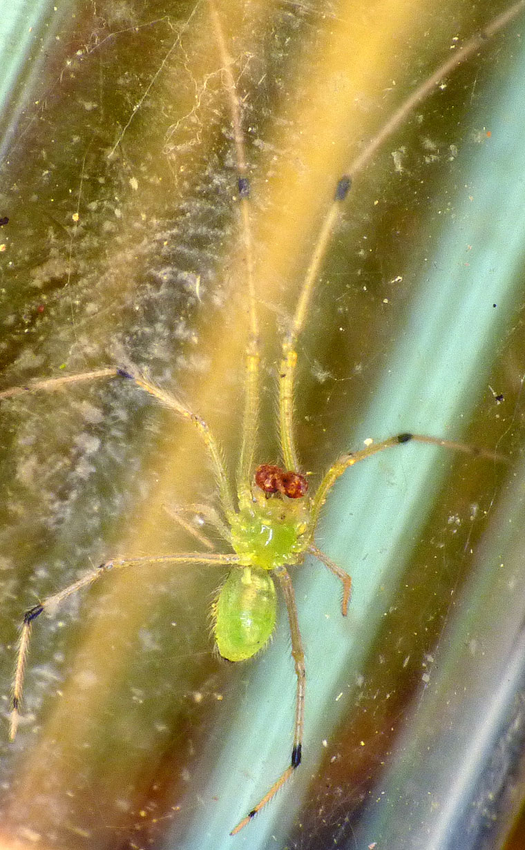 Thwaitesia-like Theridiid sometimes called Theridion sp. 