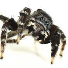 adult male Jotus, South Australia