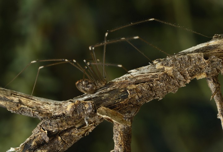 Sub-adult from side, Morgan, SA