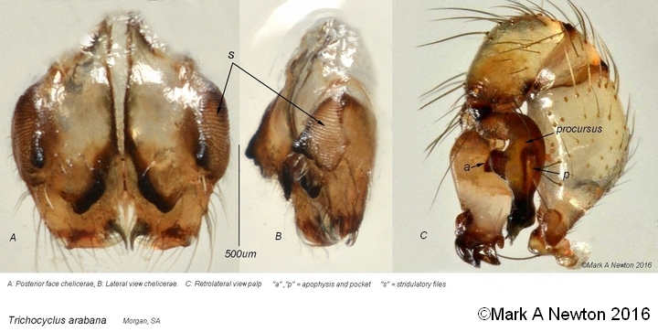 Chelicerae and male palp