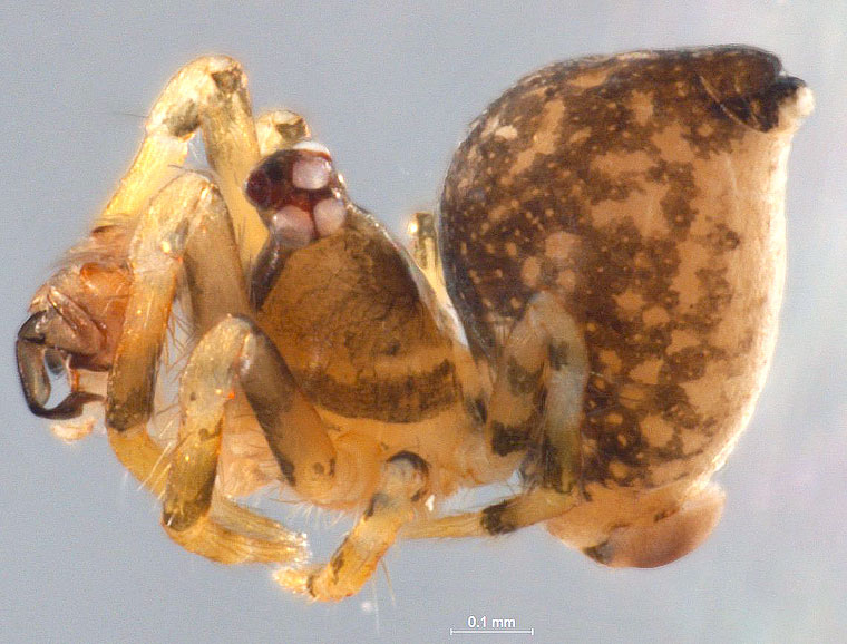 Mysmenidae Trogloneta sp.