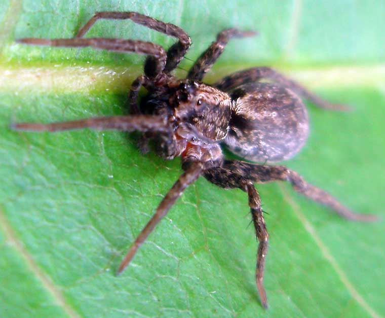 Wolf Spider