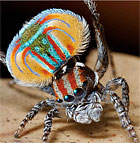 Maratus volans