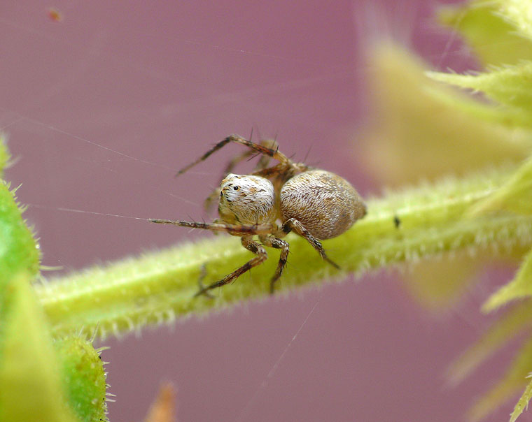 Oxyopes variabilis