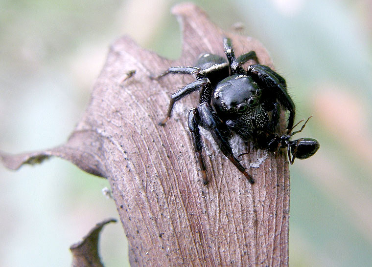 Zenodorus orbiculatus