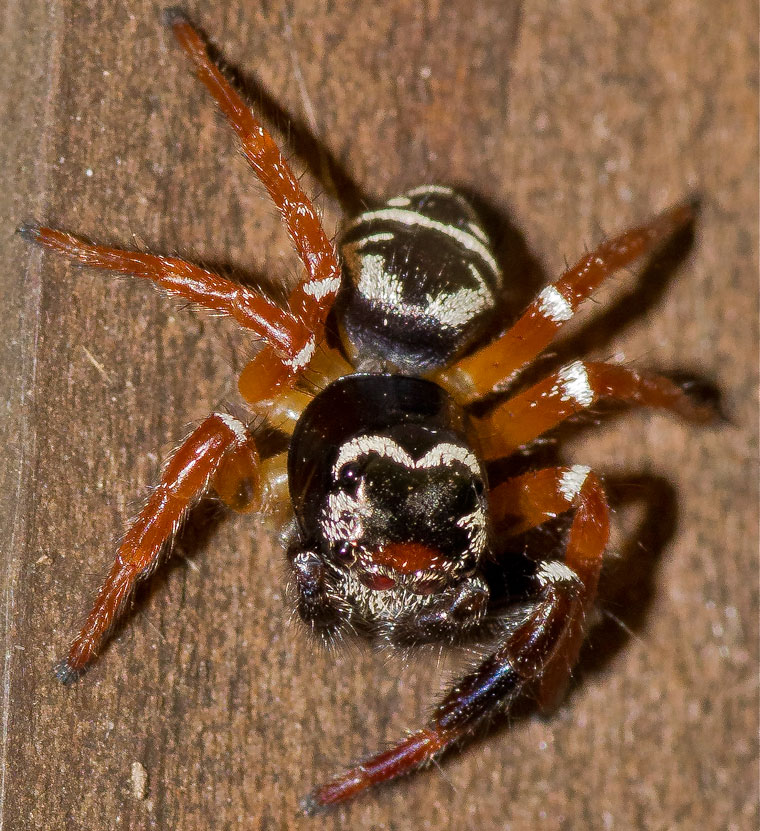 Zenodorus metallescens