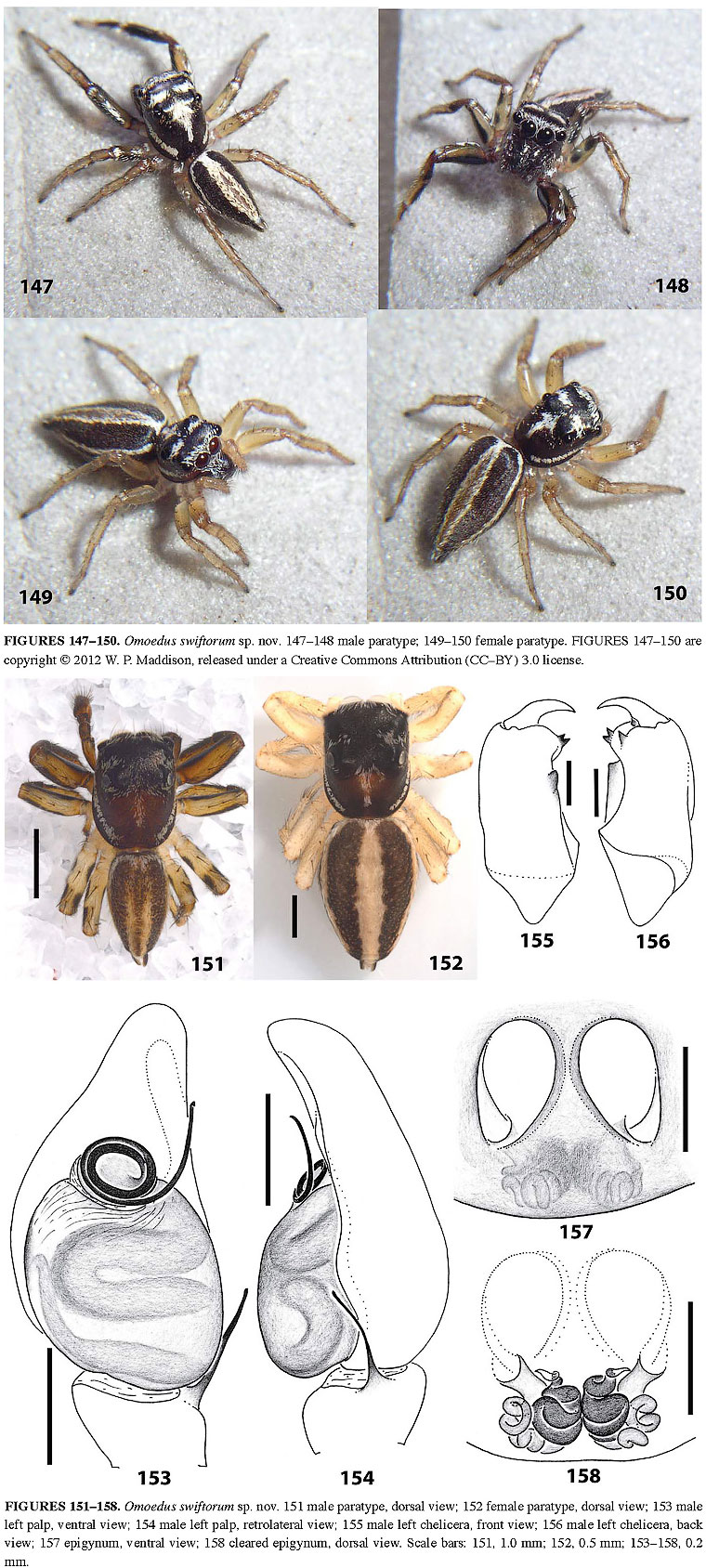 Omoedus swiftorum