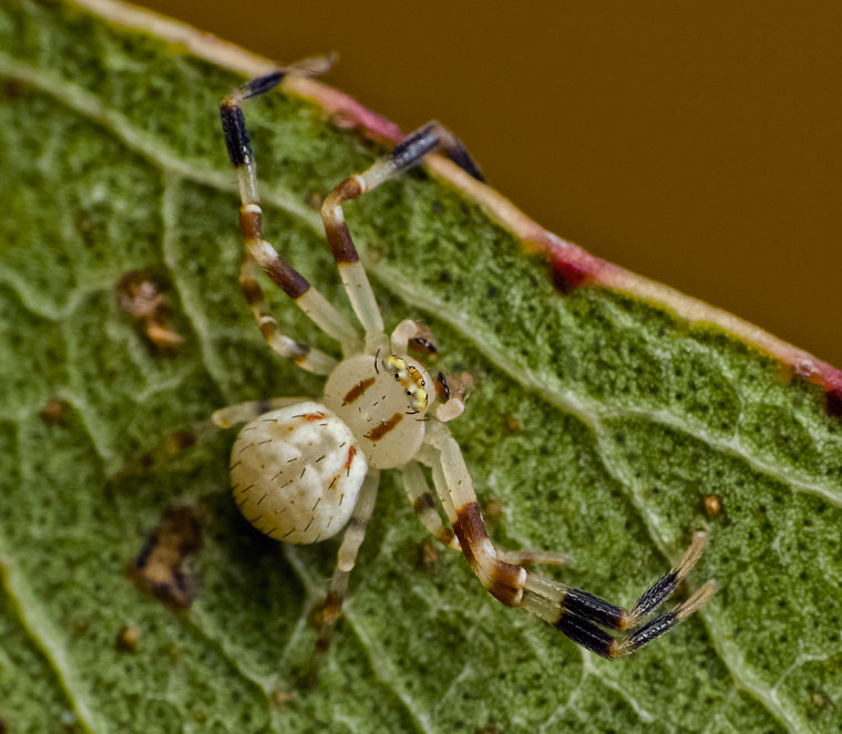 Zygometis lactea