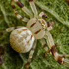 Zygometis lactea